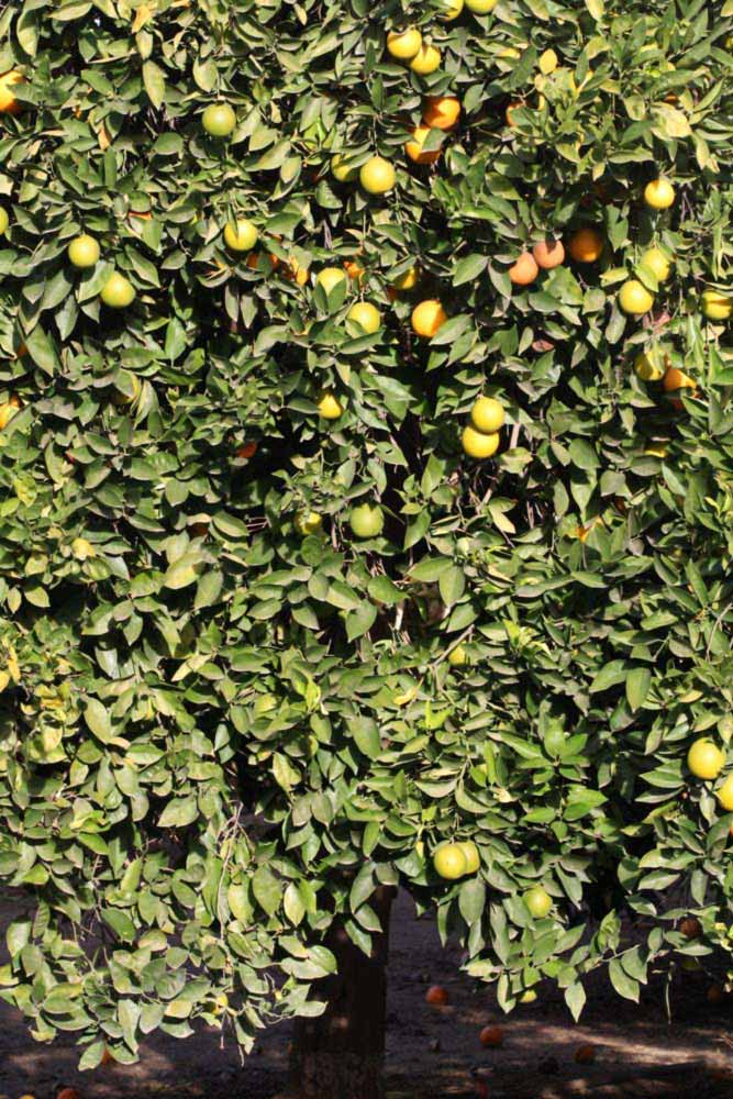            Habit (Riverside, CA)   